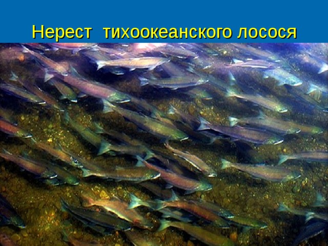 Нерест тихоокеанского лосося