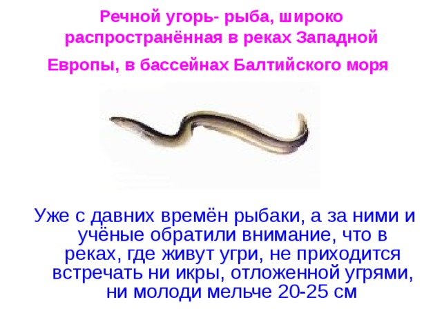 Речной угорь- рыба, широко распространённая в реках Западной Европы, в бассейнах Балтийского моря  Уже с давних времён рыбаки, а за ними и учёные обратили внимание, что в реках, где живут угри, не приходится встречать ни икры, отложенной угрями, ни молоди мельче 20-25 см