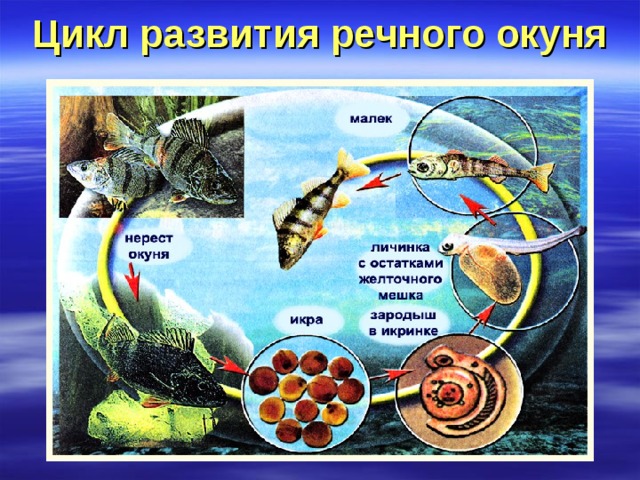 Цикл развития речного окуня