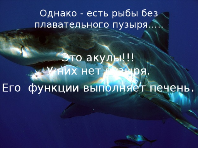 Однако - есть рыбы без плавательного пузыря….. Это акулы!!! У них нет пузыря. Его функции выполняет печень . 