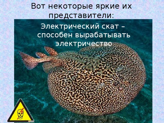Вот некоторые яркие их представители: Электрический скат – способен вырабатывать электричество 