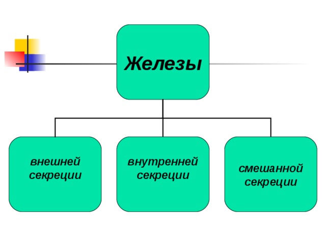 Регуляция процессов жизнедеятельности организма Гуморальная Действие через жидкие среды организма Нервная (действие посредством нервной системы)  