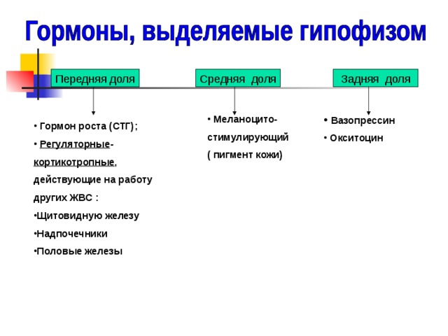 гипофиз  нижний мозговой придаток, расположен в основании головного мозга над средним мозгом в костной выемке – турецком седле. 