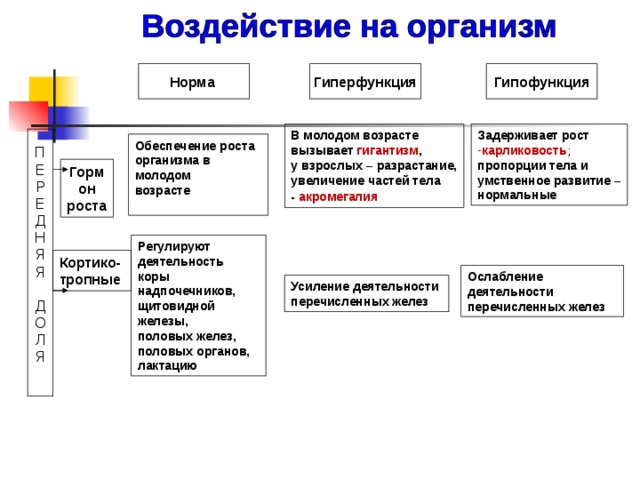Передняя доля Задняя доля Средняя доля  Вазопрессин  Окситоцин  Меланоцито-  стимулирующий ( пигмент кожи)   Гормон роста (СТГ);  Регуляторные - кортикотропные , действующие на работу других ЖВС : Щитовидную железу Надпочечники Половые железы 