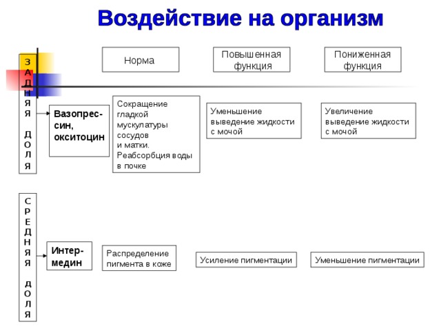 Норма  Гиперфункция Гипофункция В молодом возрасте вызывает гигантизм , у взрослых – разрастание, увеличение частей тела - акромегалия  Задерживает рост карликовость ; пропорции тела и умственное развитие – нормальные П Е Р Е Д Н Я Я Д О Л Я Обеспечение роста организма в молодом возрасте  Гормон роста Регулируют деятельность коры надпочечников, щитовидной железы, половых желез, половых органов, лактацию Кортико- тропные Ослабление деятельности перечисленных желез Усиление деятельности перечисленных желез 