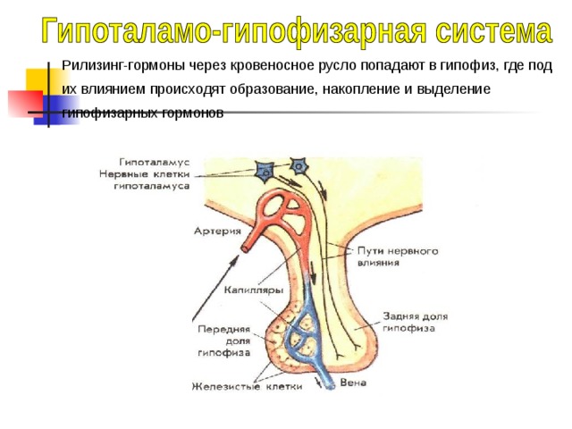  Гипоталамо- гипофизарная система ГИПОТАЛАМУС  Представляет собой образование, расположенное в основании головного мозга и отвечающее за автономные функции организма. Расположен в промежуточном мозге. Управляет эндокринной системой за счет выделение рилизинг-гормонов. Получает информацию практически из всех отделов головного мозга и использует ее для управления многими процессами. НЕЙРОГУМОРАЛЬНАЯ РЕГУЛЯЦИЯ 