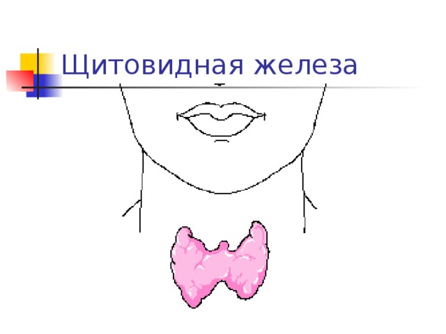 Рилизинг-гормоны через кровеносное русло попадают в гипофиз, где под их влиянием происходят образование, накопление и выделение гипофизарных гормонов 