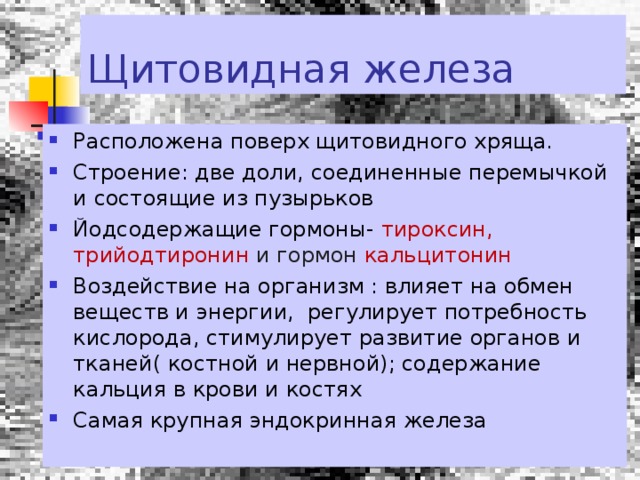 Щитовидная железа 