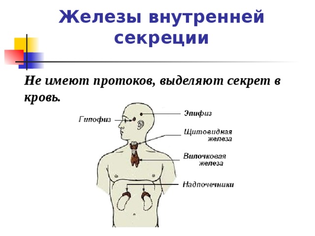 Железы внешней секреции    Имеют специальные протоки для выведения секрета на поверхность тела или в полые органы  Слезные железы;  Слюнные железы;  Пищеварительные  железы;  Потовые железы;  Сальные железы;  Молочные железы.   