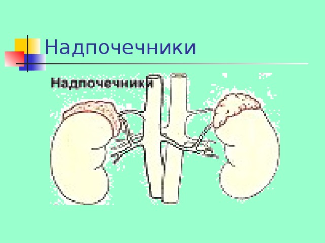 Кретинизм 