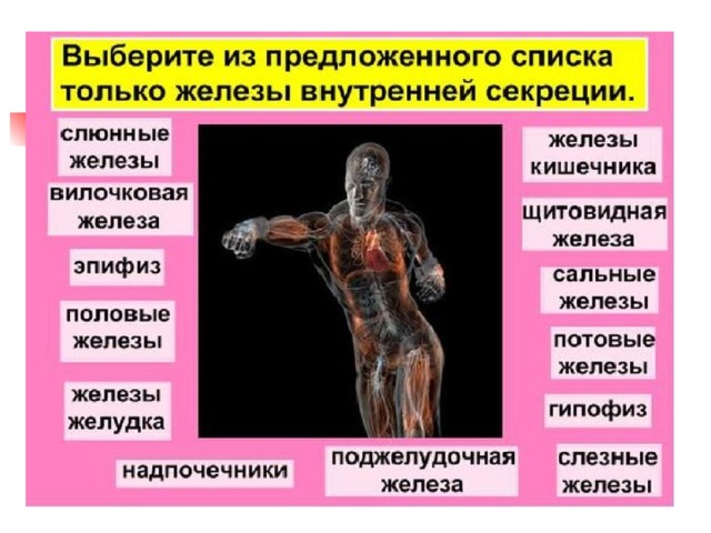 Гиперфункция Норма  Гипофункция Адиссонова болезнь - Снижается обмен веществ, устойчивость организма к неблаго-приятным факторам Участвуют в обеспечении иммунитета, адаптации. Регулируют все виды обмена веществ мышечная слабость, одышка, потеря аппе-тита, бронзовый оттенок кожи Кортико- стероиды Влияют на формирование вторичных половых признаков Позднее половое созревание Раннее половое созревание. Быстрое прекращение роста Андрогены эстрогены Увеличивает силу и частоту сердечных сокращений. Повышает кровяное давление. Усиливает обмен веществ, особенно углеводов (повышает уровень глюкозы в крови) Учащается сердцебиение. Резко повышается кровяное давление. Повышенная возбудимость- ГОРМОН СТРАХА И ЭКСТРИМА Андреналин, норад-реналин 