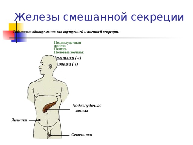 Железы внутренней секреции Не имеют протоков, выделяют секрет в кровь.    
