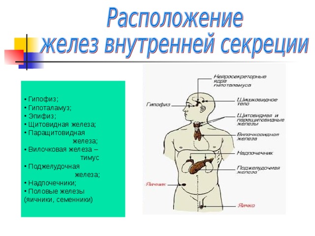 Свойства гормонов 1.Действуют на живые клетки 2. Обладают высокой биологической активностью 3.Отличаются специфичностью действия (некоторые действуют лишь на определённые органы-мишени ); 4.Обладают дистантным воздействием, (т. е. влияют на органы и ткани, расположенные вдали от места образования гормонов.) 