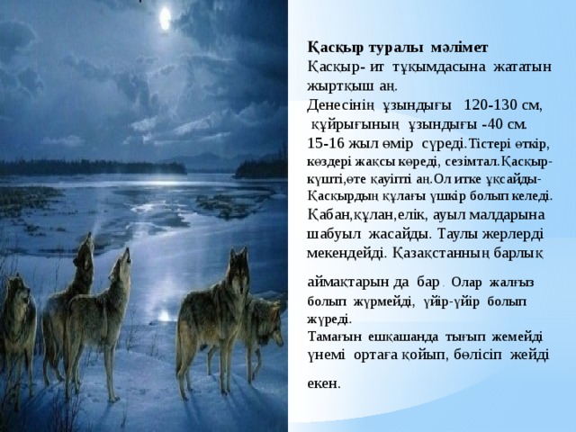 Қасқыр туралы мәлімет Қасқыр- ит тұқымдасына жататын жыртқыш аң. Денесінің ұзындығы 120-130 см,  құйрығының ұзындығы -40 см. 15-16 жыл өмір сүреді. Тістері өткір, көздері жақсы көреді, сезімтал.Қасқыр-күшті,өте қауіпті аң.Ол итке ұқсайды-Қасқырдың құлағы үшкір болып келеді. Қабан,құлан,елік, ауыл малдарына шабуыл жасайды. Таулы жерлерді мекендейді. Қазақстанның барлық аймақтарын да бар .  Олар жалғыз болып жүрмейді, үйір-үйір болып жүреді. Тамағын ешқашанда тығып жемейді үнемі ортаға қойып, бөлісіп жейді екен.  
