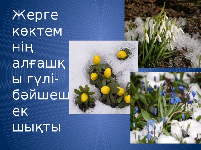 Жерге көктемнің алғашқы гүлі- бәйшешек шықты 