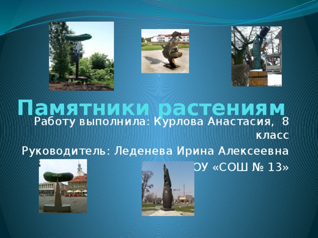 Памятники растениям     Работу выполнила: Курлова Анастасия, 8 класс Руководитель: Леденева Ирина Алексеевна МОУ «СОШ № 13» 