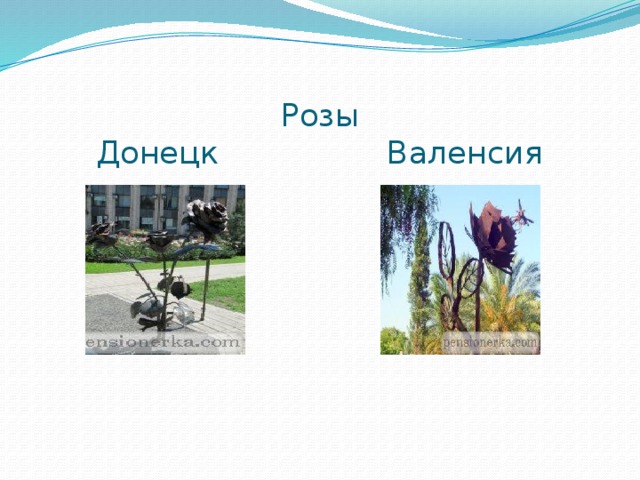 Розы  Донецк Валенсия 