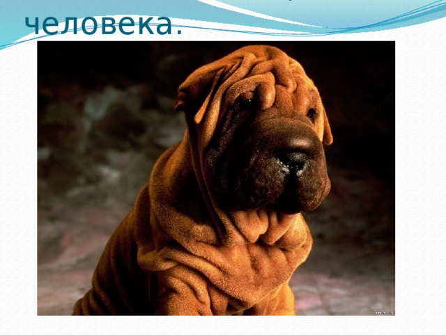Кожа животных, человека .