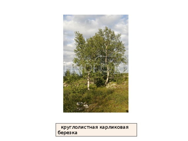  круглолистная карликовая березка 
