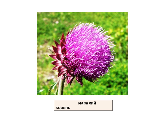  маралий корень 