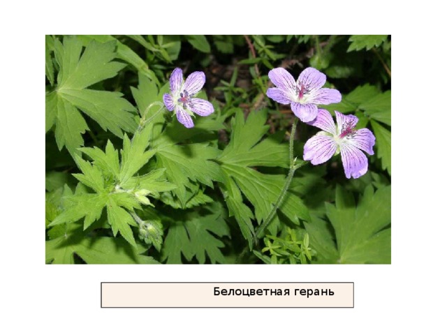  Белоцветная герань 
