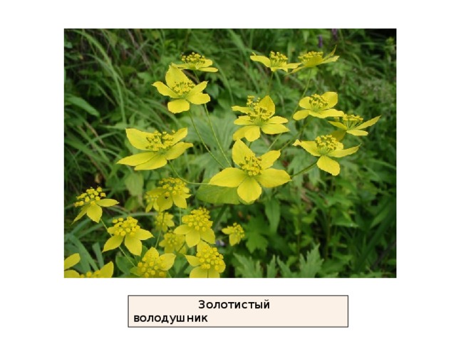  Золотистый володушник 