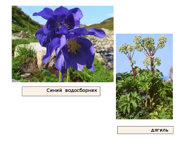  Синий водосборник  дягиль 