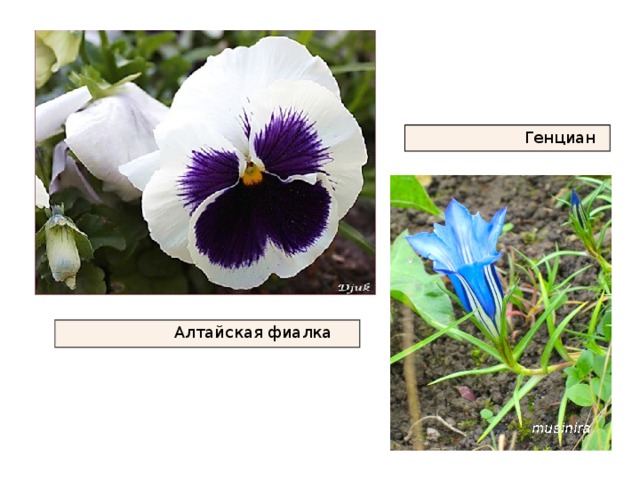  Генциан  Алтайская фиалка 