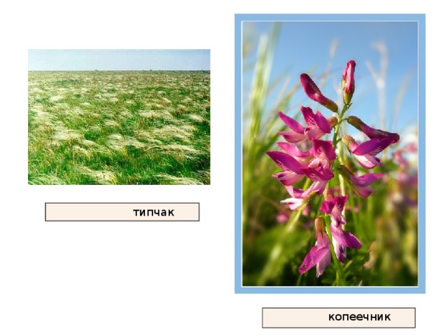  типчак  копеечник 