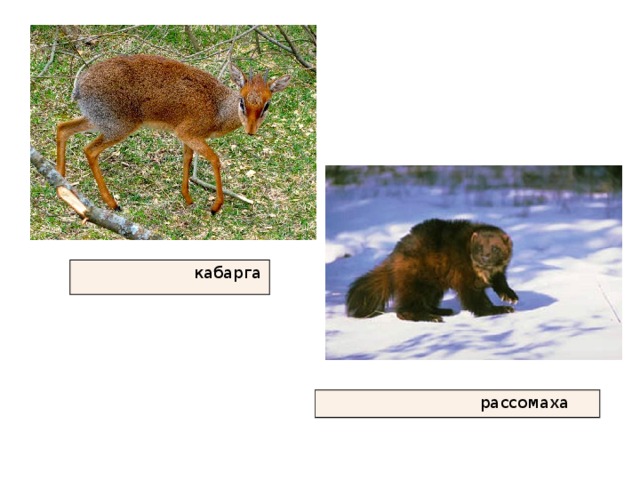  кабарга  рассомаха 