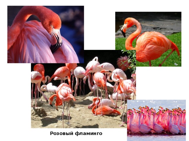 Розовый фламинго 