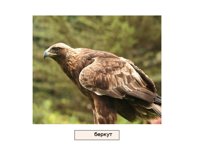  беркут 