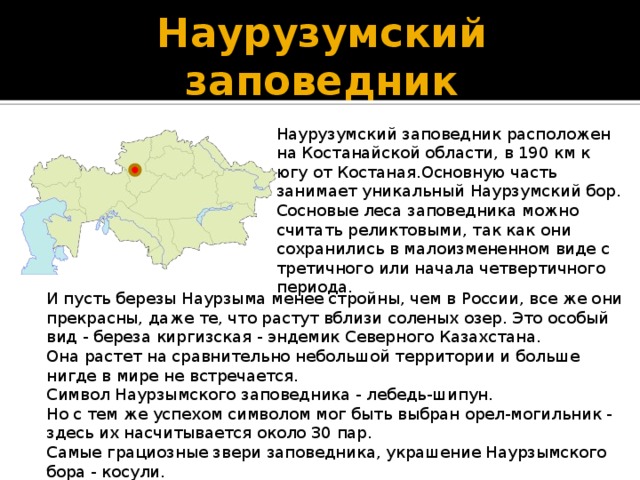 Наурузумский заповедник Наурузумский заповедник расположен на Костанайской области, в 190 км к югу от Костаная.Основную часть занимает уникальный Наурзумский бор. Сосновые леса заповедника можно считать реликтовыми, так как они сохранились в малоизмененном виде с третичного или начала четвертичного периода. И пусть березы Наурзыма менее стройны, чем в России, все же они прекрасны, даже те, что растут вблизи соленых озер. Это особый вид - береза киргизская - эндемик Северного Казахстана. Она растет на сравнительно небольшой территории и больше нигде в мире не встречается. Символ Наурзымского заповедника - лебедь-шипун. Но с тем же успехом символом мог быть выбран орел-могильник - здесь их насчитывается около 30 пар. Самые грациозные звери заповедника, украшение Наурзымского бора - косули. 