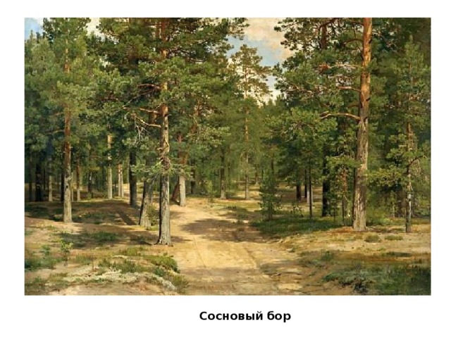 Сосновый бор 