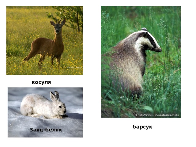косуля барсук Заяц-беляк  