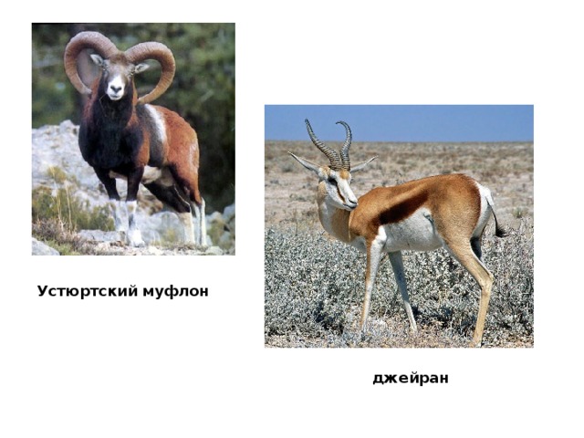 Устюртский муфлон  джейран 