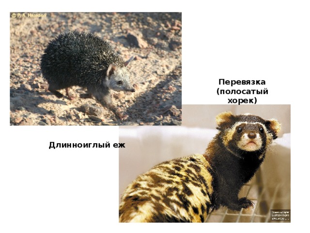 Перевязка (полосатый хорек) Длинноиглый еж 