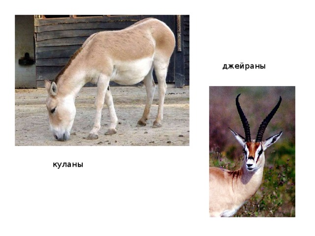 джейраны куланы 
