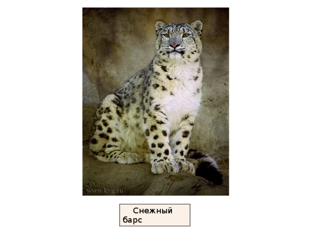  Снежный барс 
