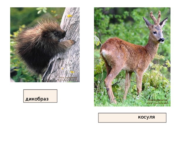  дикобраз  косуля 