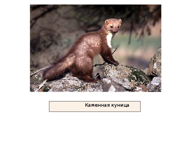 Каменная куница 