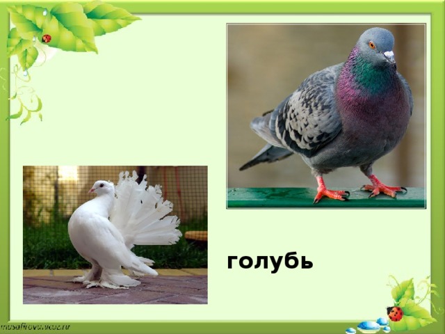 голубь 