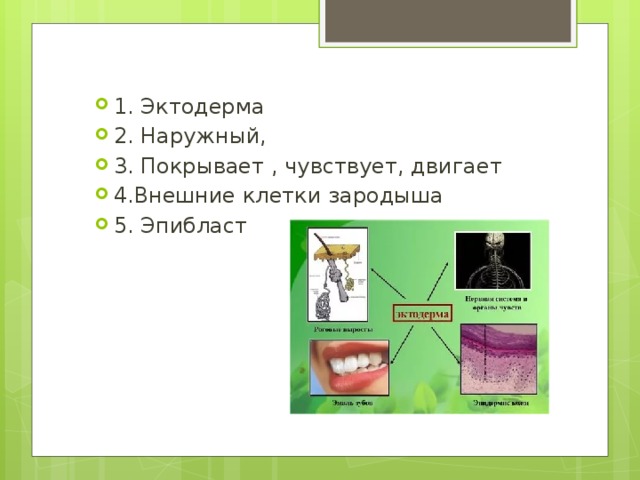 1. Эктодерма 2. Наружный, 3. Покрывает , чувствует, двигает 4.Внешние клетки зародыша 5. Эпибласт 