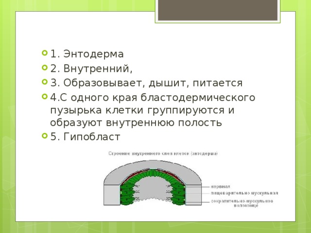 1. Энтодерма 2. Внутренний, 3. Образовывает, дышит, питается 4.С одного края бластодермического пузырька клетки группируются и образуют внутреннюю полость 5. Гипобласт 