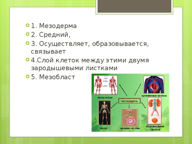 1. Мезодерма 2. Средний, 3. Осуществляет, образовывается, связывает 4.Слой клеток между этими двумя зародышевыми листками 5. Мезобласт 