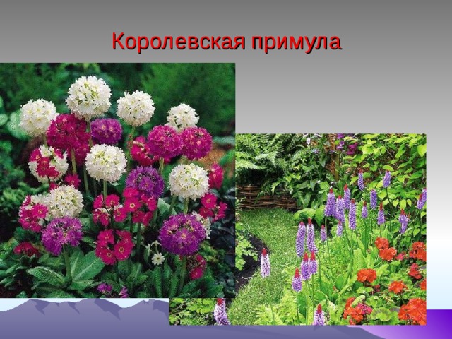 Королевская примула 