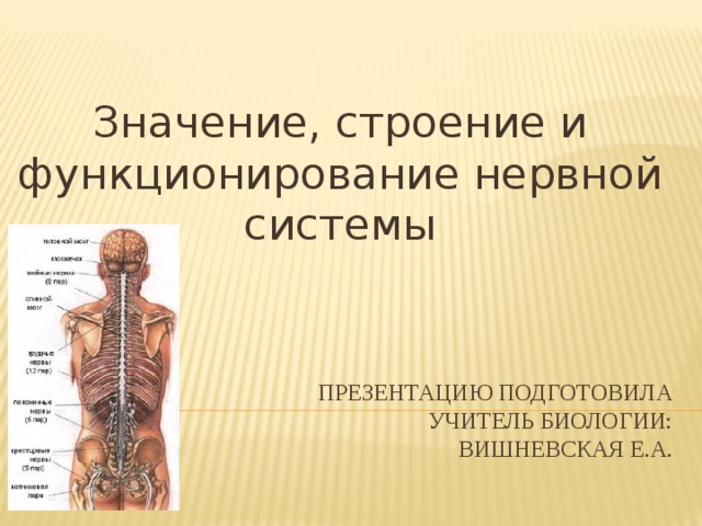 Значение, строение и функционирование нервной системы Презентацию подготовила  учитель биологии:  Вишневская Е.а. 
