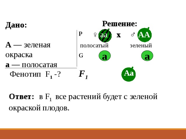 Решение: Дано:  А — зеленая окраска а — полосатая х ♀ аа ♂  АА Р полосатый зеленый G а а F 1 Аа Фенотип F 1 -? Ответ:  в F 1 все растений будет с зеленой окраской плодов. 
