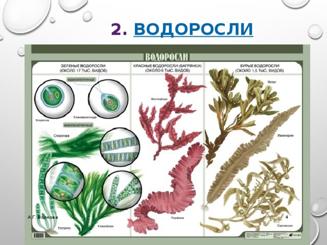 2. водоросли А.Г. Волкова  