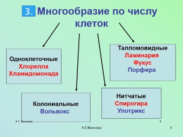 3. А.Г. Волкова  
